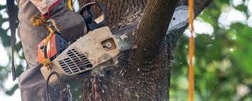 How Our Tree Care Process Works  in  Auburn, MI