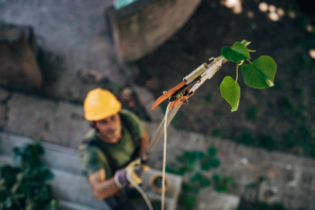 Best Emergency Tree Removal  in Auburn, MI